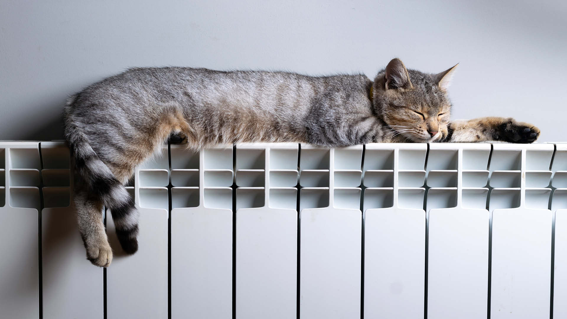 chat tigré allongé sur un radiateur