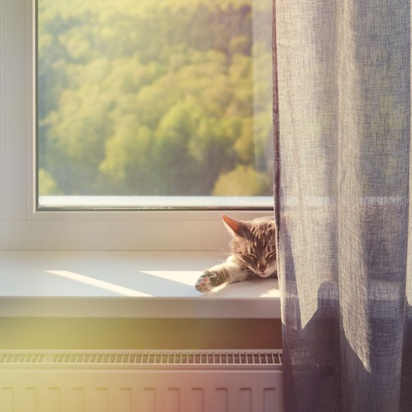 chat dormir appuie de fenêtre été soleil rideau