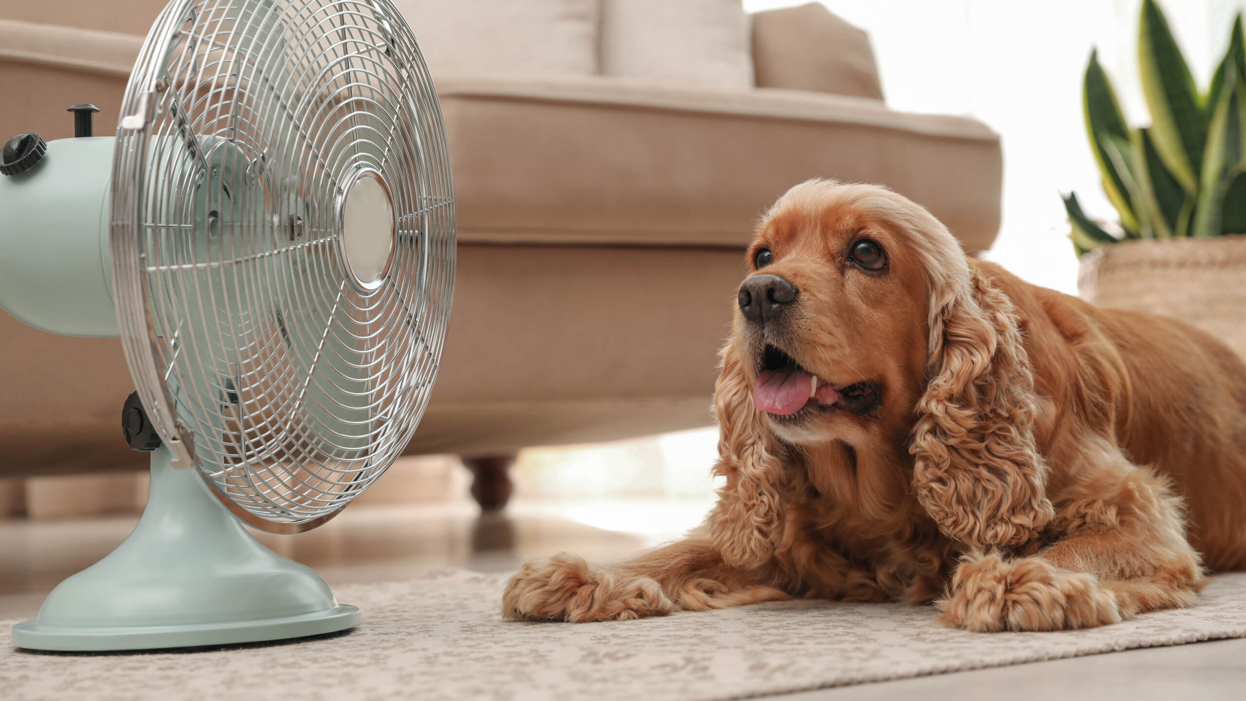 Chien devant un ventilateur allongé sur un tapis